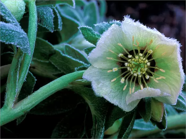 Hardy Hellebore x Hybridus - surviving sharp over-night frost - January Kent garden. UK