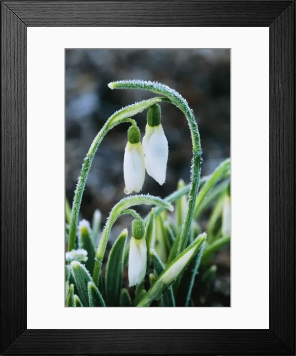 Framed Print : Snowdrop Merlin After heavy over-night frost, Kent garden, UK Framed Print : Snowdrop Merlin After heavy over-night frost, Kent garden, UK