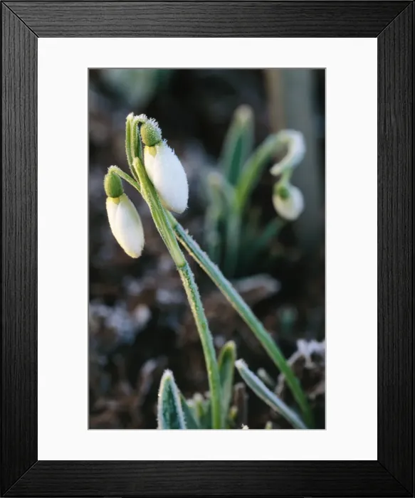 Framed Print : Snowdrop In frost Framed Print : Snowdrop In frost