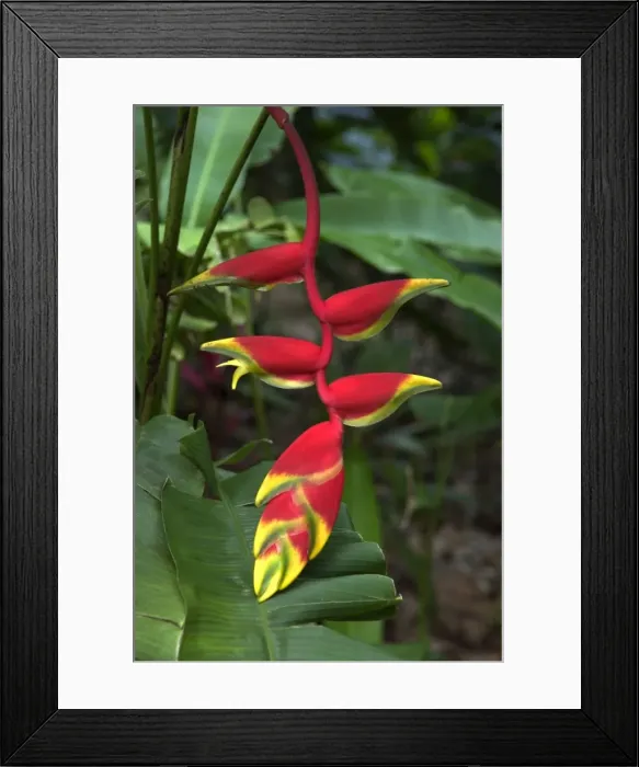 Framed Print : Heliconia / Lobster Claw - Related to the edible banana family - often pollinated by hummingbirds. St. Lucia, Windward Islands Framed Print : Heliconia / Lobster Claw - Related to the edible banana family - often pollinated by hummingbirds. St. Lucia, Windward Islands