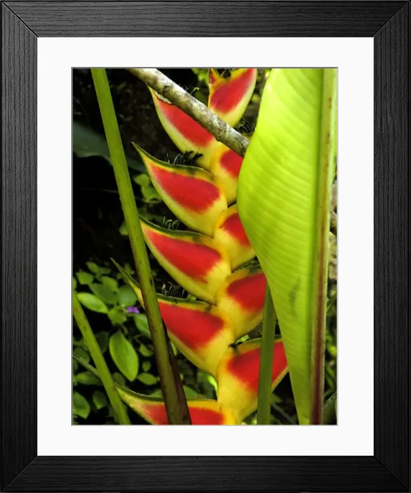 Framed Print : Heliconia wagneriana - related to the edible banana family - often pollinated by hummingbirds. St. Lucia, Windward Islands. February Framed Print : Heliconia wagneriana - related to the edible banana family - often pollinated by hummingbirds. St. Lucia, Windward Islands. February