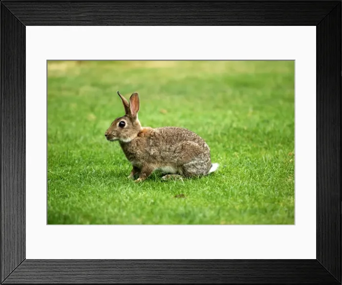 Framed Print : Rabbit - in open meadowland in Cambridgeshire, UK. August Framed Print : Rabbit - in open meadowland in Cambridgeshire, UK. August