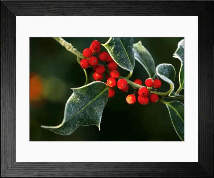 Framed Print : Frosted holly leaves and berries. Kent - UK. December Framed Print : Frosted holly leaves and berries. Kent - UK. December