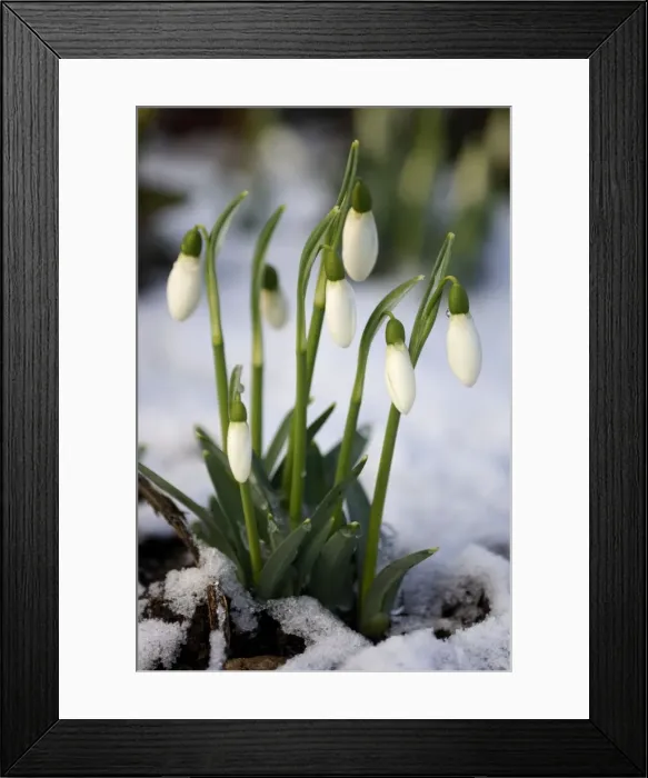 Framed Print : Snowdrops - after a modest fall of snow - Kent garden - UK - February Framed Print : Snowdrops - after a modest fall of snow - Kent garden - UK - February