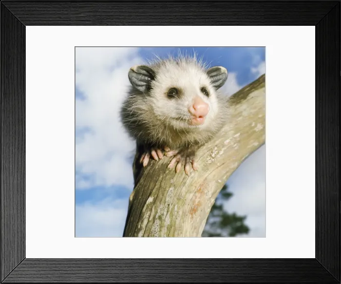 Framed Print : Opossum - young Virginia, Florida, USA Framed Print : Opossum - young Virginia, Florida, USA
