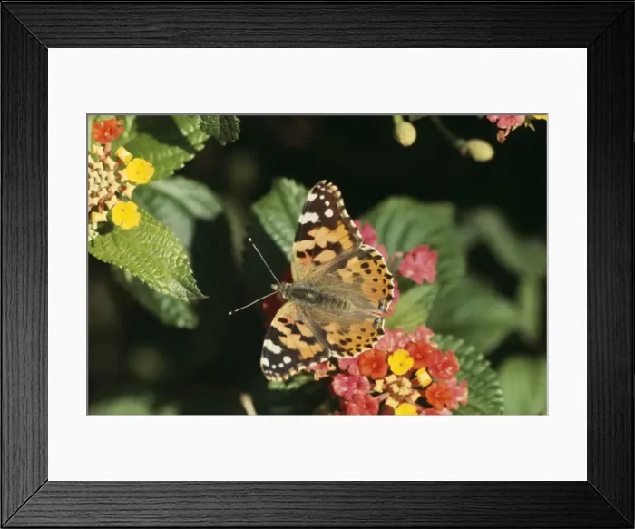 Framed Print : Painted Lady Butterfly DE 1213 Vanessa cardui © M. D. England / ardea. com Framed Print : Painted Lady Butterfly DE 1213 Vanessa cardui © M. D. England / ardea. com