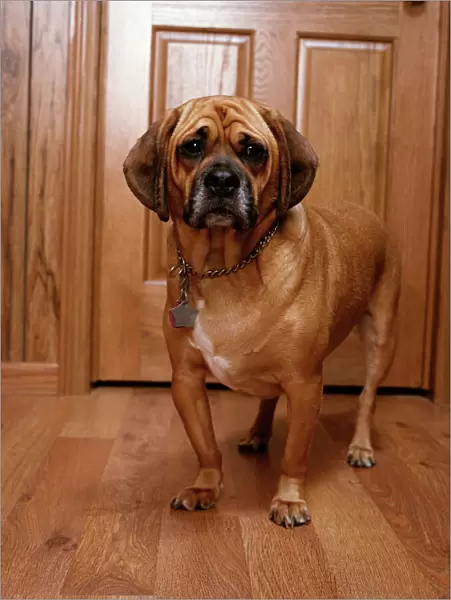 Puggle Dog - a crossbreed between a Beagle & a Pug