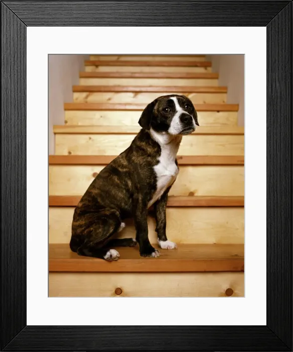 Framed Print : Boggle Dog - crossbreed between a Boston Terrier and a Beagle Framed Print : Boggle Dog - crossbreed between a Boston Terrier and a Beagle