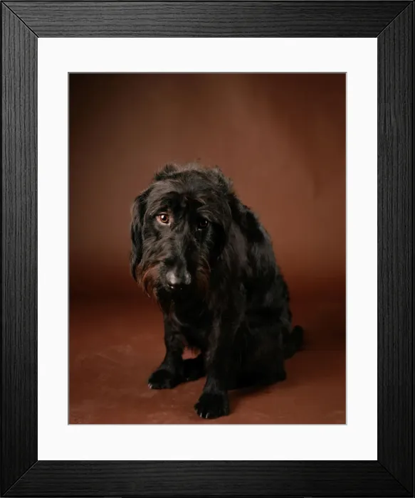 Framed Print : Labradoodle - crossbreed between a Labrador & a Poodle Framed Print : Labradoodle - crossbreed between a Labrador & a Poodle