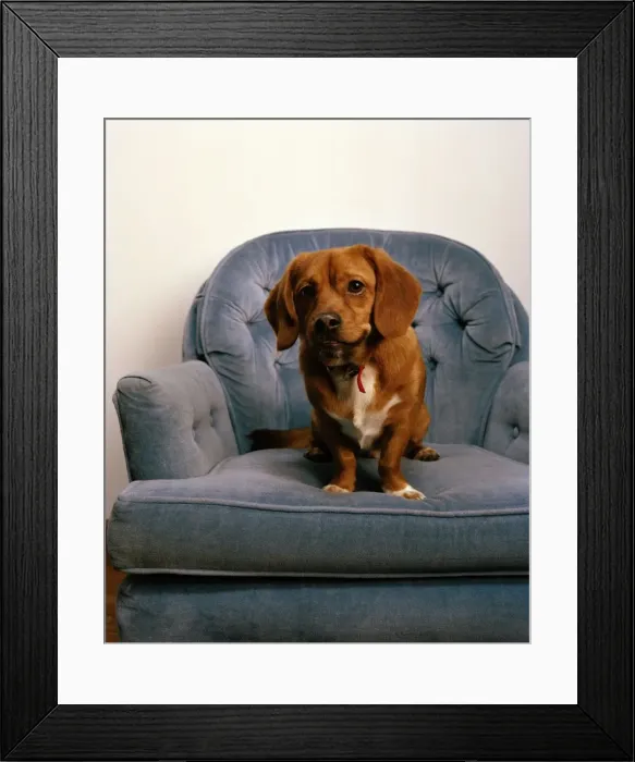 Framed Print : Peagle Dog - a crossbreed between a Pekingese and a Beagle Framed Print : Peagle Dog - a crossbreed between a Pekingese and a Beagle