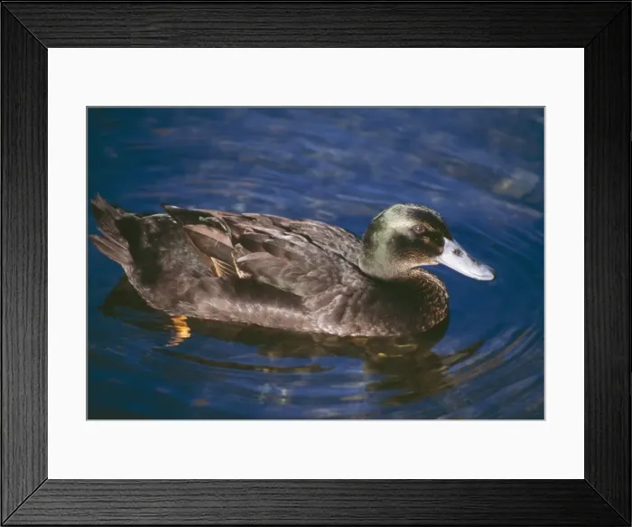 Framed Print : Cayuga Duck Domestic Framed Print : Cayuga Duck Domestic