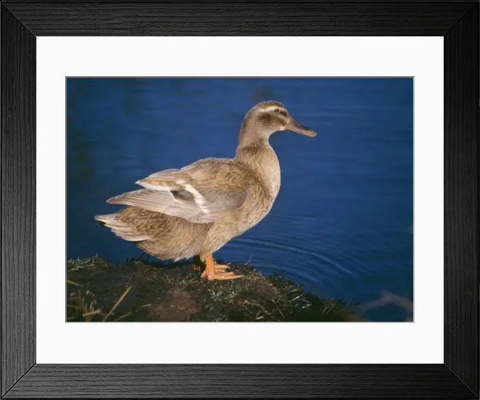 Framed Print : Khaki Campbell Domestic Duck - By waters edge Framed Print : Khaki Campbell Domestic Duck - By waters edge