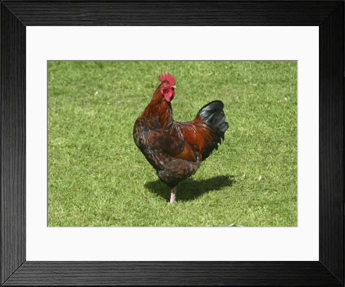 Framed Print : Brown Leghorn rooster Western Springs, Auckland, New Zealand Framed Print : Brown Leghorn rooster Western Springs, Auckland, New Zealand