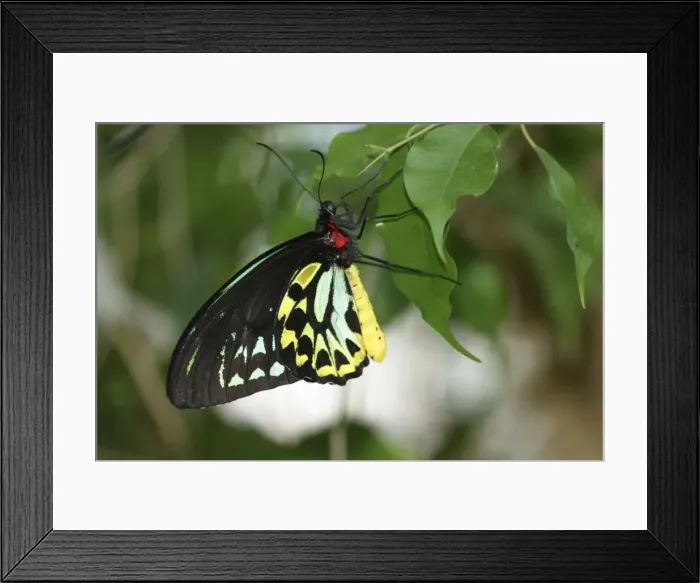 Framed Print : Cairns Birdwing Butterfly Framed Print : Cairns Birdwing Butterfly