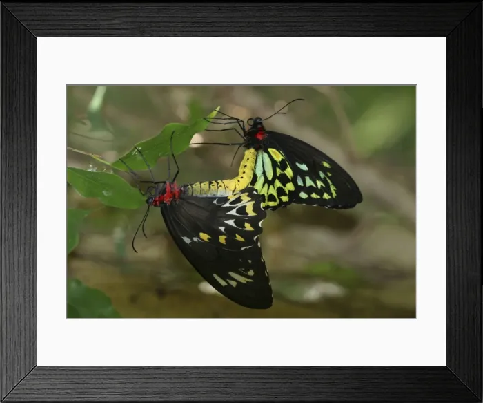 Framed Print : Cairns Birdwing Butterflies