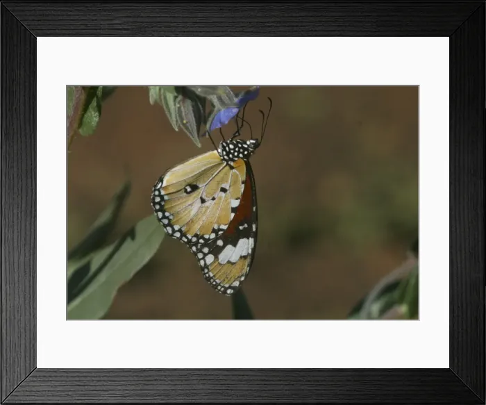 Framed Print : Lesser Wanderer Butterfly Northern South Australia Framed Print : Lesser Wanderer Butterfly Northern South Australia
