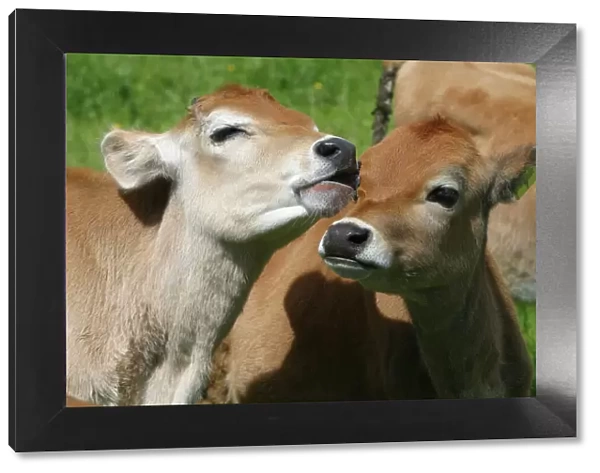 Jersey calves On a Waikato dairy farm, New Zealand