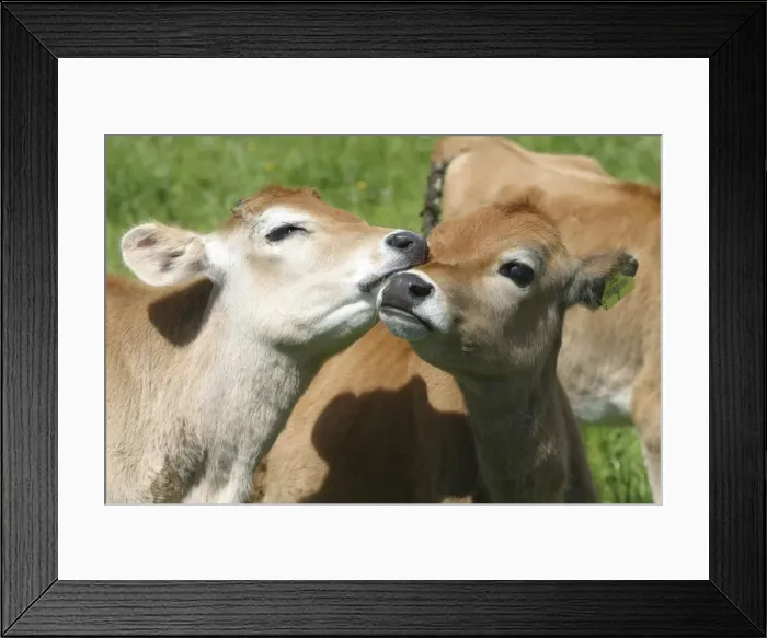 Framed Print : Jersey calves On a Waikato dairy farm, New Zealand Framed Print : Jersey calves On a Waikato dairy farm, New Zealand