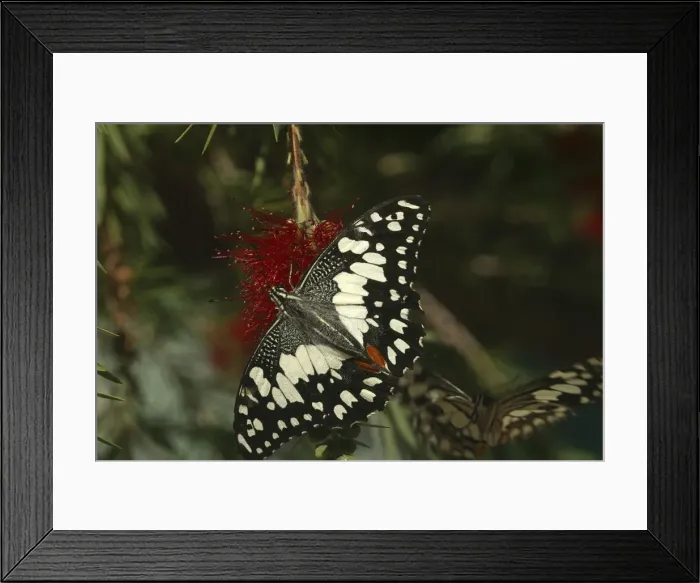 Framed Print : Chequered Swallowtail - Host plant is Emu Foot (Cullen tenax). They are fast flyers and generally stay within one metre of the ground. Known only from Australia and 1 island in Indonesia, Sumba Island Framed Print : Chequered Swallowtail - Host plant is Emu Foot (Cullen tenax). They are fast flyers and generally stay within one metre of the ground. Known only from Australia and 1 island in Indonesia, Sumba Island