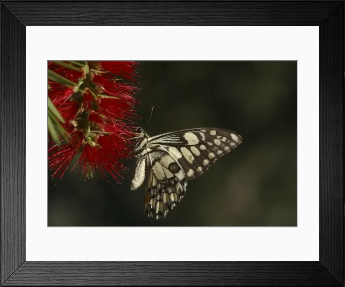Framed Print : Chequered Swallowtail - Host plant is Emu Foot (Cullen tenax). They are fast flyers and generally stay within one metre of the ground. Known only from Australia and 1 island in Indonesia, Sumba Island Framed Print : Chequered Swallowtail - Host plant is Emu Foot (Cullen tenax). They are fast flyers and generally stay within one metre of the ground. Known only from Australia and 1 island in Indonesia, Sumba Island