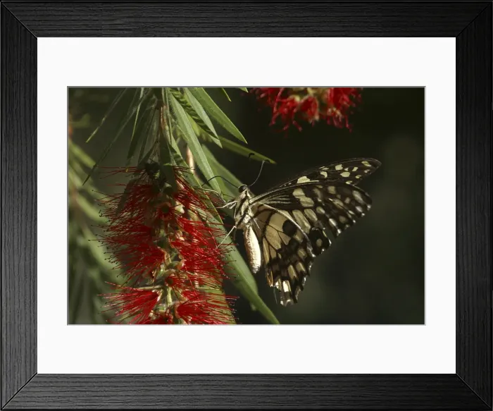 Framed Print : Chequered Swallowtail - With proboscis extended and feeding. Host plant is Emu Foot (Cullen tenax). They are fast flyers and generally stay within one metre of the ground. Known only from Australia and 1 island in Indonesia, Sumba Island Framed Print : Chequered Swallowtail - With proboscis extended and feeding. Host plant is Emu Foot (Cullen tenax). They are fast flyers and generally stay within one metre of the ground. Known only from Australia and 1 island in Indonesia, Sumba Island