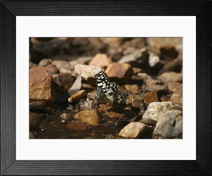 Framed Print : Chequered Swallowtail - Host plant is Emu Foot (Cullen tenax). They are fast flyers and generally stay within one metre of the ground. Known only from Australia and 1 island in Indonesia, Sumba Island Framed Print : Chequered Swallowtail - Host plant is Emu Foot (Cullen tenax). They are fast flyers and generally stay within one metre of the ground. Known only from Australia and 1 island in Indonesia, Sumba Island