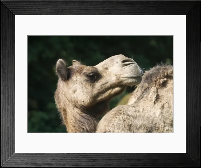 Framed Print : Camel - Close up of head Framed Print : Camel - Close up of head