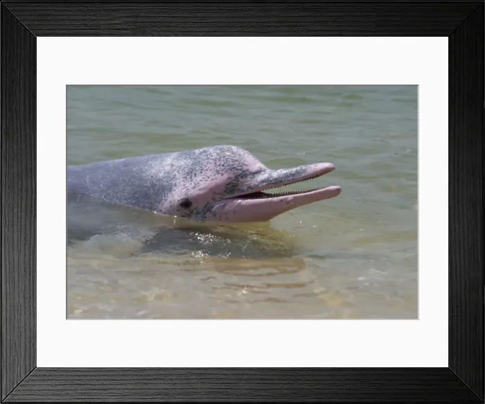 Framed Print : Indo-Pacific Humpback / Pink / Chinese White Dolphin - With head out of water. Found in northern Australia and Papua New Guinea and around the Indian Ocean coastline Framed Print : Indo-Pacific Humpback / Pink / Chinese White Dolphin - With head out of water. Found in northern Australia and Papua New Guinea and around the Indian Ocean coastline