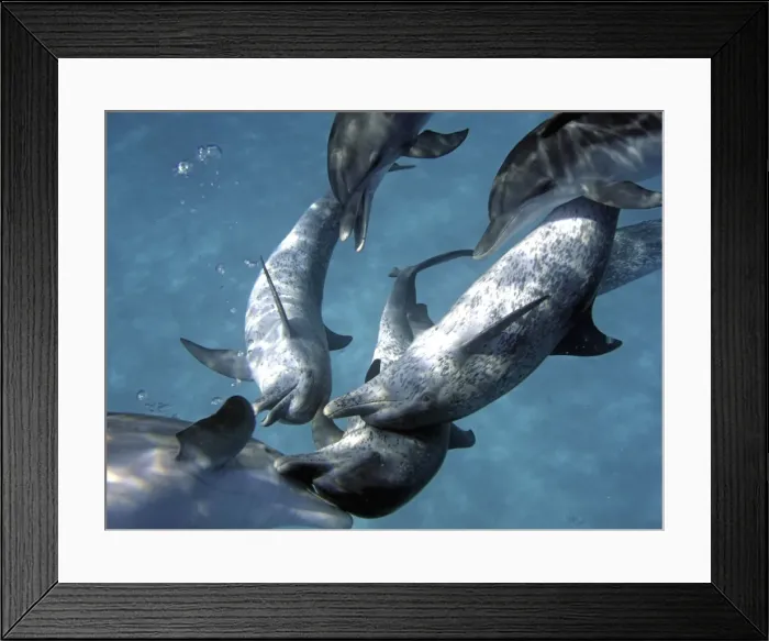 Framed Print : Dolphins - Interspecies head to head. Spotted and Bottlenose Dolphins (Tursiops truncatus) - Underwater Framed Print : Dolphins - Interspecies head to head. Spotted and Bottlenose Dolphins (Tursiops truncatus) - Underwater