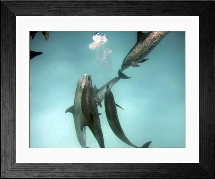 Framed Print : Dolphins - Interspecies aggression. Spotted and Bottlenose Dolphins (Tursiops truncatus) - Underwater Framed Print : Dolphins - Interspecies aggression. Spotted and Bottlenose Dolphins (Tursiops truncatus) - Underwater