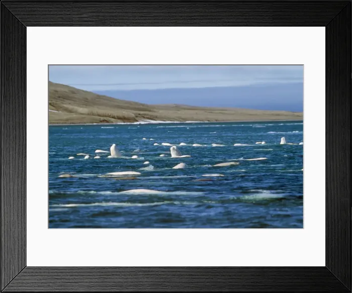 Framed Print : Beluga Whale Canadian Arctic Framed Print : Beluga Whale Canadian Arctic