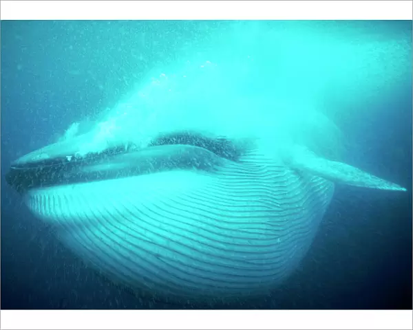 Blue Whale - Gulp feeding, pleats full. San Diego, California, USA