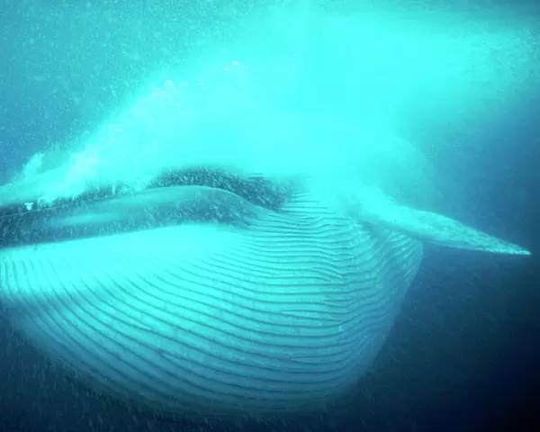 Blue Whale - Gulp feeding, pleats full. San Diego, California, USA