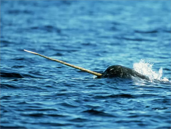 Narwhal Canadian Arctic