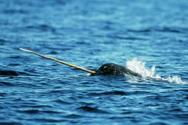 Narwhal Canadian Arctic