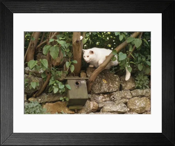 Framed Print : White Cat - raiding Bird box
