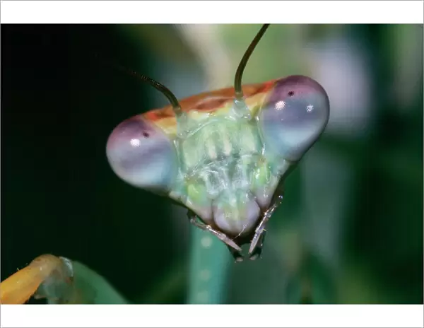 Praying Mantis - head close-up Kenya, Africa