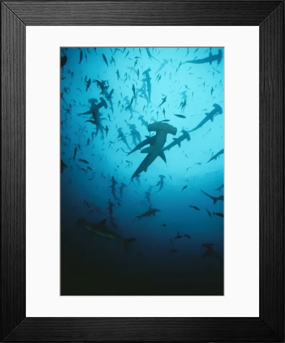 Framed Print : Scalloped Hammerhead Shark - group / school Cocos Island, Costa Rica Framed Print : Scalloped Hammerhead Shark - group / school Cocos Island, Costa Rica
