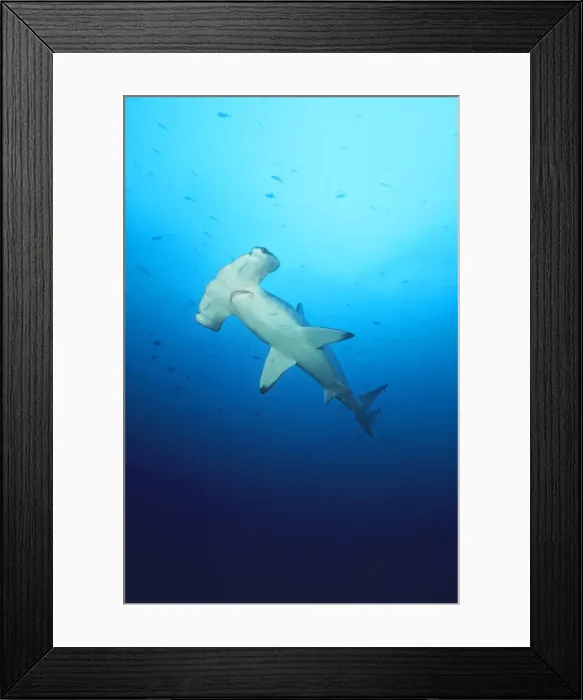 Framed Print : Scalloped Hammerhead Shark Cocos Island, Costa Rica Framed Print : Scalloped Hammerhead Shark Cocos Island, Costa Rica