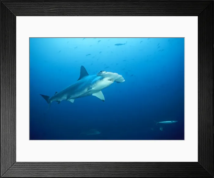 Framed Print : Scalloped Hammerhead Shark Cocos Island, Costa Rica Framed Print : Scalloped Hammerhead Shark Cocos Island, Costa Rica