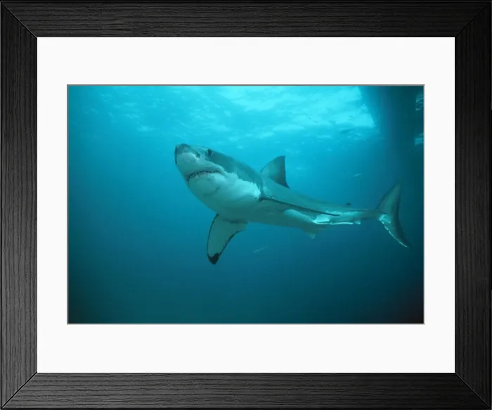 Framed Print : Great White Shark Neptunes Islands, Spencer Gulf, South Australia Framed Print : Great White Shark Neptunes Islands, Spencer Gulf, South Australia
