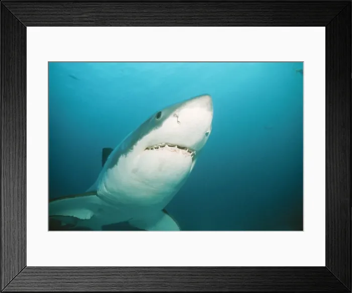 Framed Print : Great White Shark Close-up front view of head to flippers, Naptunes Islands, Spencers Gulf, Australia Framed Print : Great White Shark Close-up front view of head to flippers, Naptunes Islands, Spencers Gulf, Australia