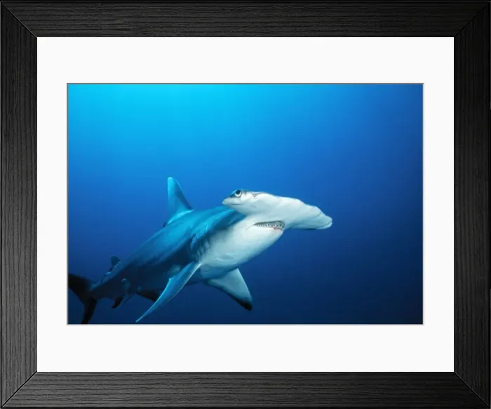 Framed Print : Great Hammerhead Shark Bahamas