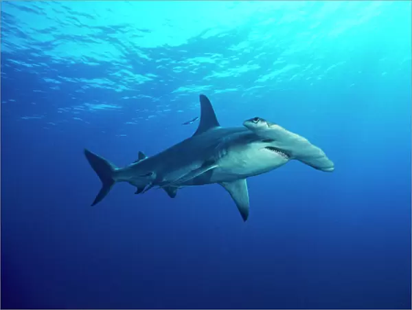Great Hammerhead Shark - side view Bahamas