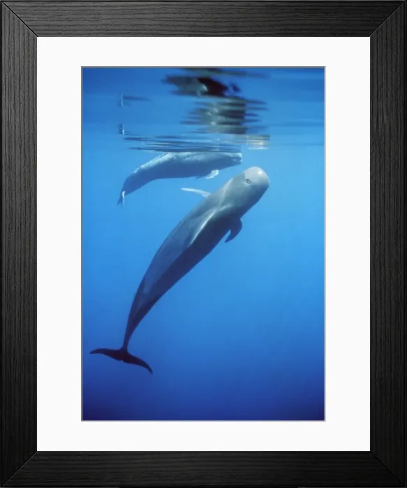 Framed Print : Short-fined Pilot Whale - two, one upright with topside showing Azores, North Atlantic Framed Print : Short-fined Pilot Whale - two, one upright with topside showing Azores, North Atlantic