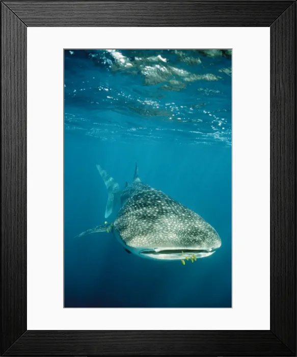 Framed Print : Whale Shark Front view. Ningaloo Reef, W. Australia Framed Print : Whale Shark Front view. Ningaloo Reef, W. Australia