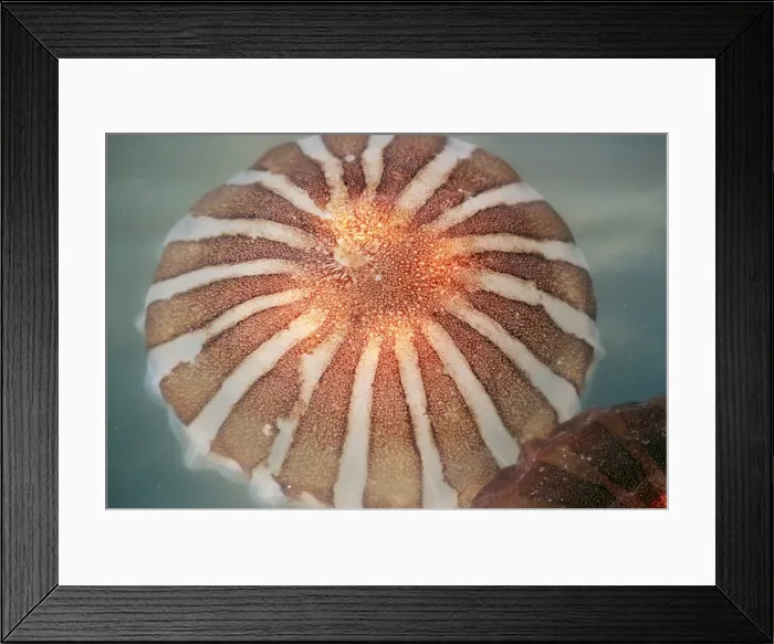 Framed Print : Compass Jellyfish Framed Print : Compass Jellyfish