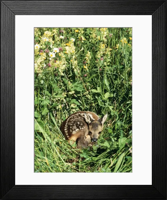 Framed Print : Roe Deer - fawn Framed Print : Roe Deer - fawn