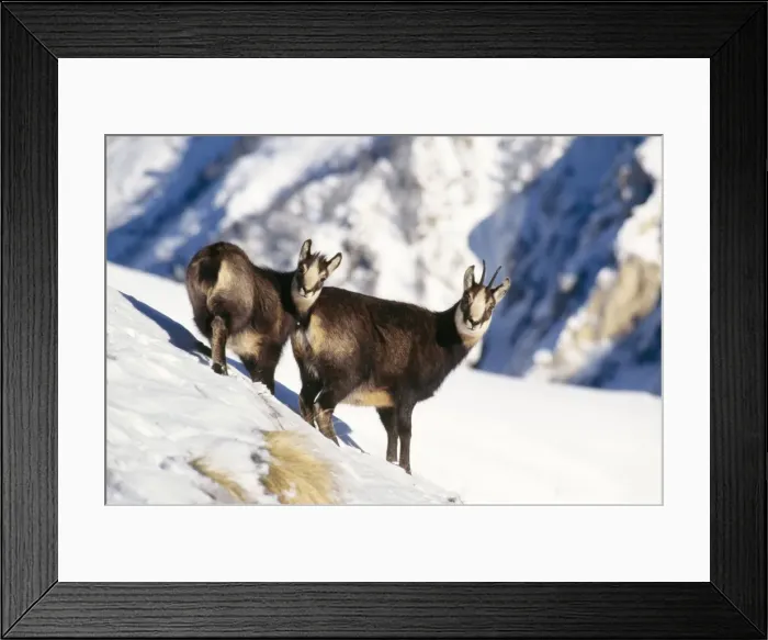 Framed Print : Chamois - Female and young in snow on mountainside Winter Gran Paradiso National Park, Italy Framed Print : Chamois - Female and young in snow on mountainside Winter Gran Paradiso National Park, Italy