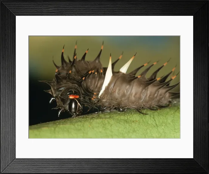 Framed Print : Common Birdwing Caterpillar Spinning girdle. Port Moresby Papua New Guinea. Fam:Papilionidae Framed Print : Common Birdwing Caterpillar Spinning girdle. Port Moresby Papua New Guinea. Fam:Papilionidae